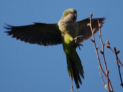 A wild quaker parrot gets ready to devour a tasty leaf bud